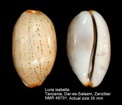 Luria isabella (2).jpg - Luria isabella(Linnaeus,1758)